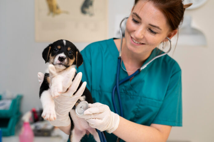 veterinaire veterinaire
